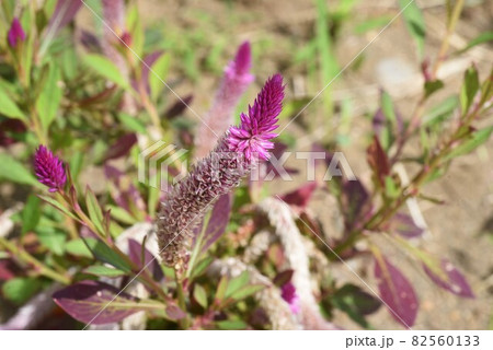 ノゲイトウ（セロシア） 82560133