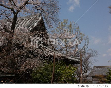 本堂を隠すように咲く桜の花 【寺巡り】 本堂を隠すように咲く桜の花 【寺巡り】 82560245