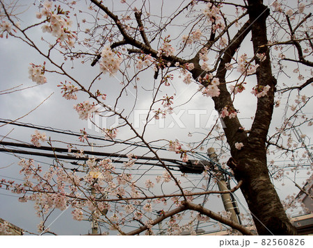 夕方に見た咲き始めた桜 82560826
