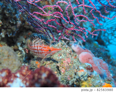 クダゴンベ　伊豆大島　水中写真 82563980