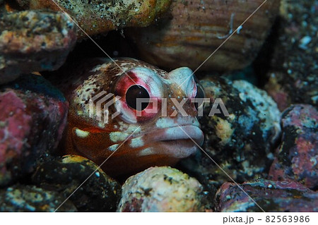 ジョーフィツシュ　伊豆大島　水中写真 82563986