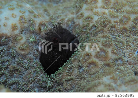 トウシマコケギンポ 伊豆大島 水中写真 トウシマコケギンポ 伊豆大島 水中写真 82563995