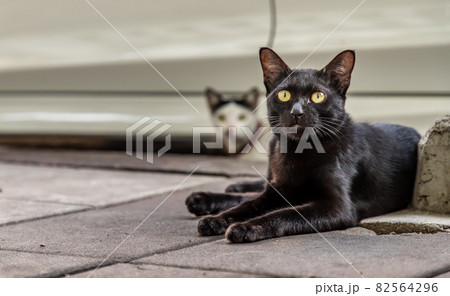 Curious street black cat is sitting on the footpath and looking and looking warily at the camera. Curious street black cat is sitting on the footpath and looking and looking warily at the camera. 82564296