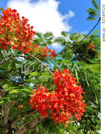 青空に咲く鳳凰木 沖縄 青空に咲く鳳凰木 沖縄 82564520