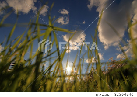 風に揺れるススキの夕暮れ（長野県） 82564540