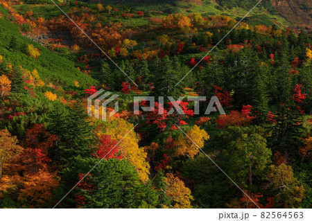 【北海道上富良野町】十勝岳温泉の紅葉 9月 【北海道上富良野町】十勝岳温泉の紅葉 9月 82564563