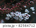 春まだ浅き 82564712