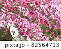 秋風吹き始める 82564713