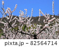 花で楽しみ、実で喜ぶ 82564714