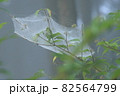 待ち受ける 82564799