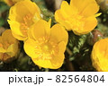 雪解けの花 82564804