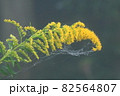 ハンモックに露 82564807