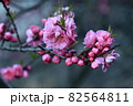 霧の中のハナモモ 82564811