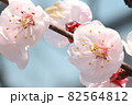青空に凛々しく 82564812