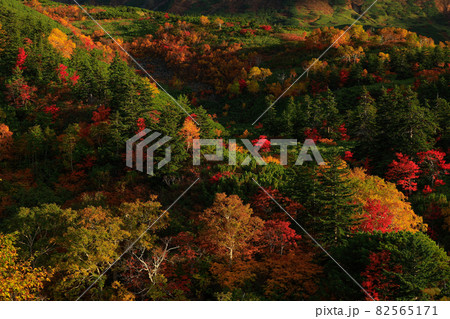 【北海道上富良野町】十勝岳温泉の紅葉　9月 82565171