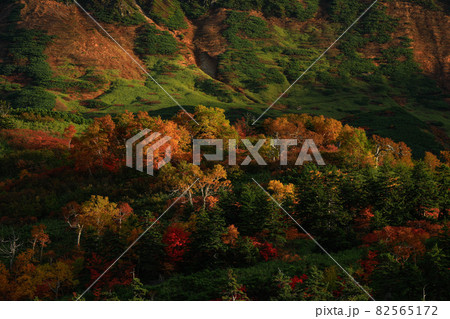 【北海道上富良野町】十勝岳凌雲閣からの紅葉　9月 82565172