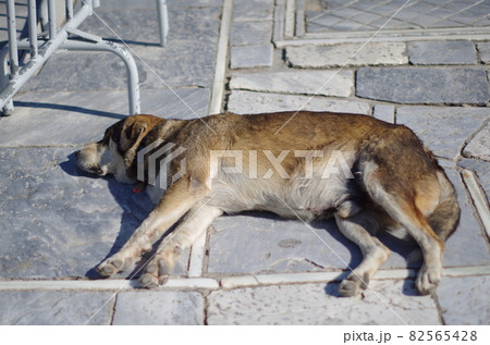 石畳に寝転ぶ大型犬 82565428