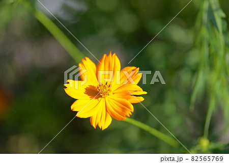 一輪の黄色いコスモス 一輪の黄色いコスモス 82565769