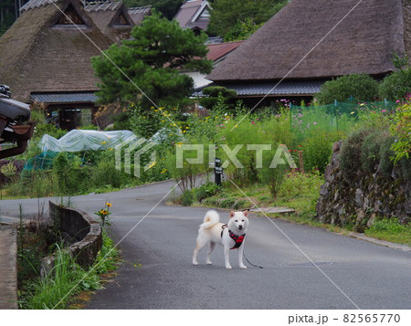 柴犬と茅葺き民家 82565770