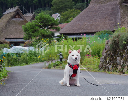柴犬と茅葺き民家 柴犬と茅葺き民家 82565771