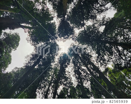 空に向かって伸びる杉の木の集中線 空に向かって伸びる杉の木の集中線 82565939
