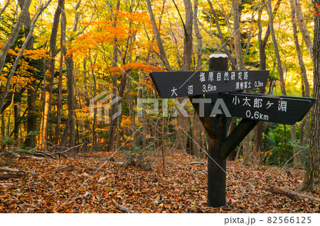 紅葉で彩られた登山道の分岐点 (須巻富士、塩原、栃木県) 紅葉で彩られた登山道の分岐点 (須巻富士、塩原、栃木県) 82566125
