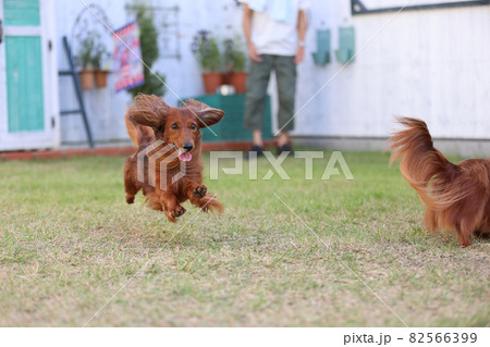 庭で遊ぶダックスフンド 82566399