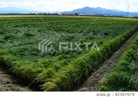 風水害の被害にあった稲穂 82567079