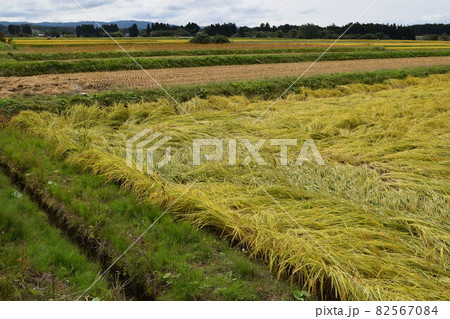 風水害の被害にあった稲穂 82567084