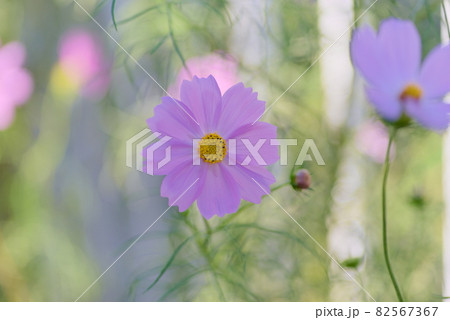 ピンクのコスモスの花たち 82567367