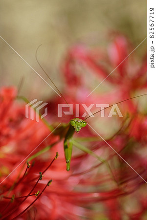 彼岸花とカマキリ 82567719