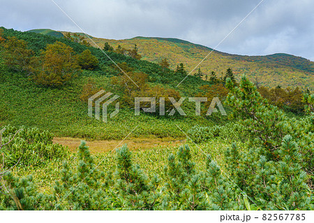 北海道・道東 羅臼湖散策路の紅葉 秋 9月 北海道・道東 羅臼湖散策路の紅葉 秋 9月 82567785