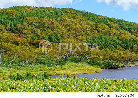 北海道・道東 羅臼湖からの紅葉の知西別岳 秋 9月 北海道・道東 羅臼湖からの紅葉の知西別岳 秋 9月 82567804