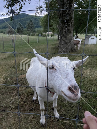 餌を欲するヤギ 82567829