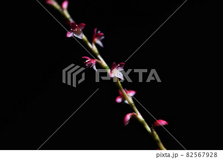 ミズヒキ草の花 ミズヒキ草の花 82567928