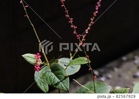ミズヒキ草の花 ミズヒキ草の花 82567929
