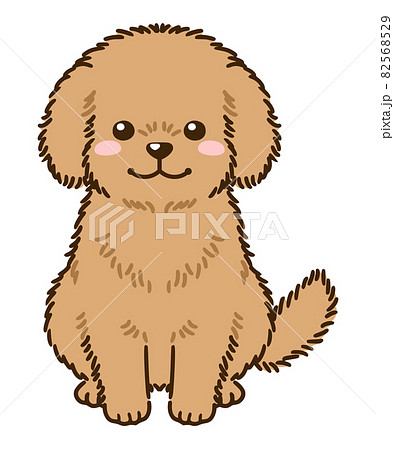 Toy Poodle Brown Stock Illustration