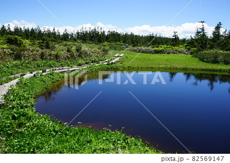 夏の八幡平は花の季節　八幡沼周辺 82569147