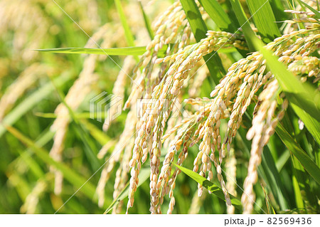 稲穂の写真素材