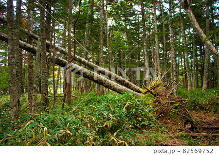 日本 長野 八ヶ岳の森林と苔と白樺の倒木の写真素材 [82569752] - PIXTA