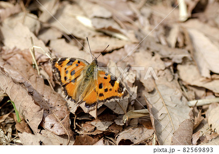 ヒオドシチョウ 82569893