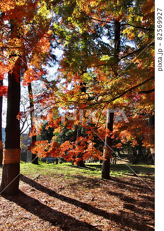 鮮やかなカエデの紅葉 縦位置画像 鮮やかなカエデの紅葉 縦位置画像 82569927