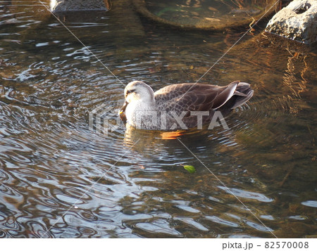 カモが水面でたたずんでいます。 カモが水面でたたずんでいます。 82570008