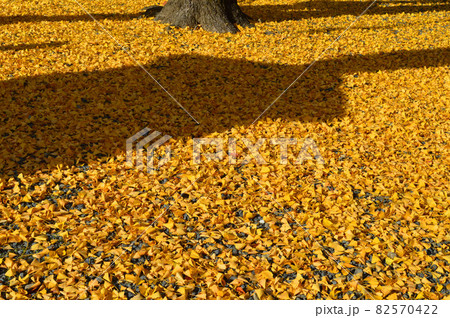 晩秋の京都市左京区仁王門通りの頂妙寺の大銀杏の落葉が綺麗 82570422