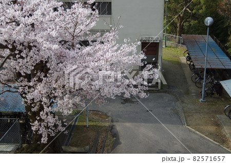 上から見る満開の桜 82571657