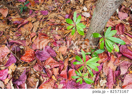 沖縄の紅葉 82573167