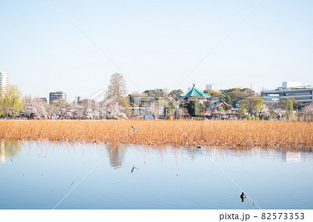 不忍池/東京都台東区上野公園 不忍池/東京都台東区上野公園 82573353