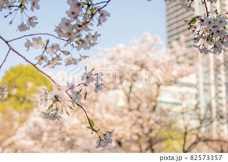 上野公園／東京都台東区上野公園 82573357