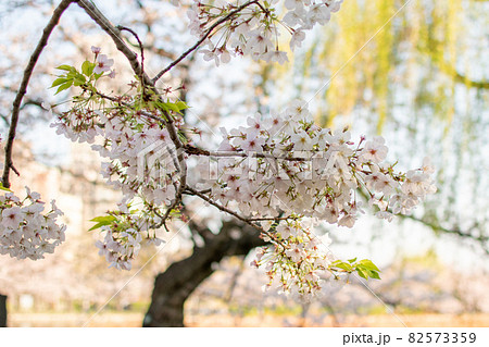 上野公園／東京都台東区上野公園 82573359