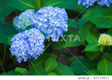 あじさい 紫陽花 あじさい 紫陽花 82574011